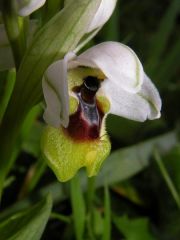 Ophrys tenthredinifera Willd.