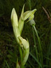 Serapias parviflora Parl.