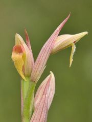 Serapias parviflora Parl.