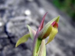 Serapias parviflora Parl.