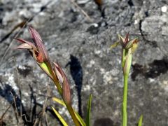 Serapias parviflora Parl.