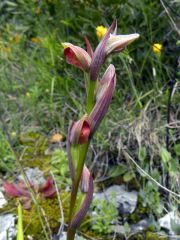 Serapias parviflora Parl.