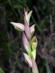 Serapias parviflora Parl.