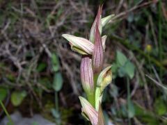 Serapias parviflora Parl.