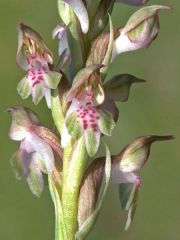 Anacamptis coriophora (L.) R.M. Bateman, Pridgeon & M.W. Chase