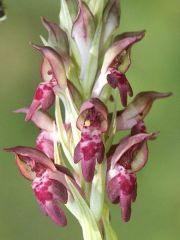 Anacamptis coriophora (L.) R.M. Bateman, Pridgeon & M.W. Chase