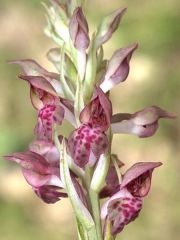 Anacamptis coriophora (L.) R.M. Bateman, Pridgeon & M.W. Chase