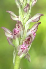 Anacamptis coriophora (L.) R.M. Bateman, Pridgeon & M.W. Chase