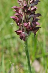 Anacamptis coriophora (L.) R.M. Bateman, Pridgeon & M.W. Chase