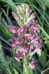 Anacamptis coriophora (L.) R.M. Bateman, Pridgeon & M.W. Chase