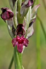 Anacamptis coriophora (L.) R.M. Bateman, Pridgeon & M.W. Chase