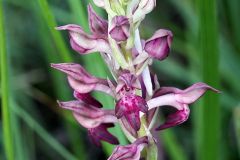 Anacamptis coriophora (L.) R.M. Bateman, Pridgeon & M.W. Chase