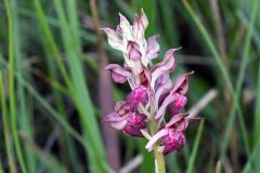 Anacamptis coriophora (L.) R.M. Bateman, Pridgeon & M.W. Chase