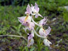 Orchis x colemanii Cortesi