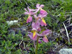 Orchis x colemanii Cortesi