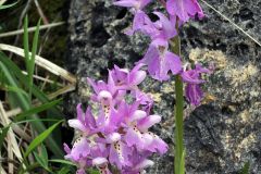 Orchis x colemanii Cortesi