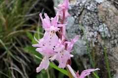 Orchis x colemanii Cortesi