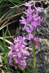 Orchis x colemanii Cortesi