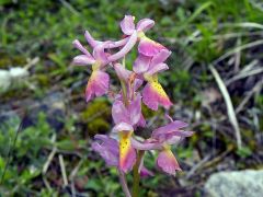 Orchis x colemanii Cortesi