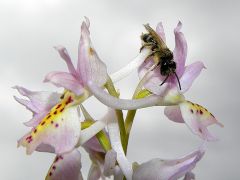 Orchis x colemanii Cortesi