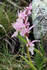 Orchis x colemanii Cortesi