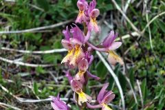 Orchis x colemanii Cortesi