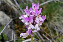 Orchis x colemanii Cortesi