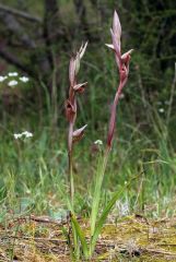 Serapias vomeracea subsp. vomeracea (Burm. F.) Briq.