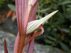 Serapias vomeracea subsp. vomeracea (Burm. F.) Briq.