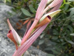 Serapias vomeracea subsp. vomeracea (Burm. F.) Briq.