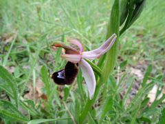 Ophrys bertolonii subsp. bertolonii Moretti