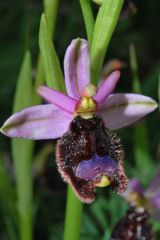 Ophrys bertolonii subsp. bertolonii Moretti