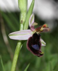 Ophrys bertolonii subsp. bertolonii Moretti