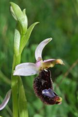 Ophrys bertolonii subsp. bertolonii Moretti