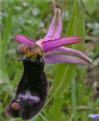 Ophrys bertolonii subsp. bertolonii Moretti