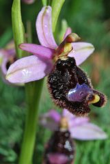 Ophrys bertolonii subsp. bertolonii Moretti