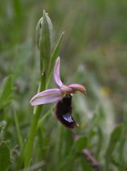 Ophrys bertolonii subsp. bertolonii Moretti