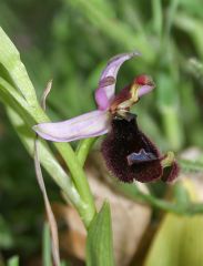 Ophrys bertolonii subsp. bertolonii Moretti