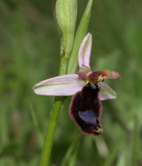 Ophrys bertolonii subsp. bertolonii Moretti