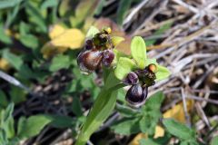 Ophrys bombyliflora Link