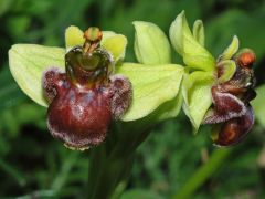 Ophrys bombyliflora Link