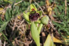 Ophrys bombyliflora Link