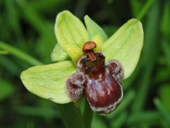 Ophrys bombyliflora Link