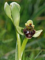 Ophrys bombyliflora Link