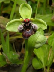 Ophrys bombyliflora Link