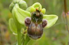 Ophrys bombyliflora Link