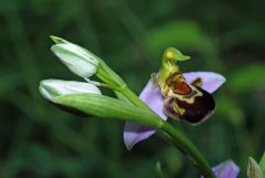 Ophrys apifera Hudson