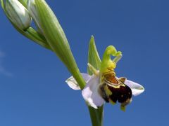 Ophrys apifera Hudson