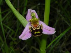 Ophrys apifera Hudson