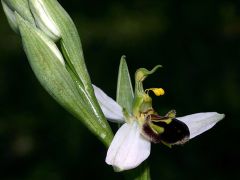 Ophrys apifera Hudson